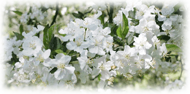 Sweet smelling crab apple blossoms