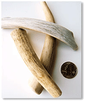 Bully Sticks for your dogs teeth