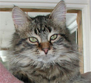 cat image