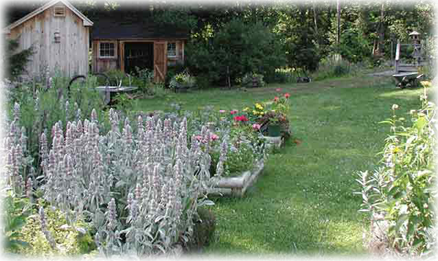 A backyard panorama